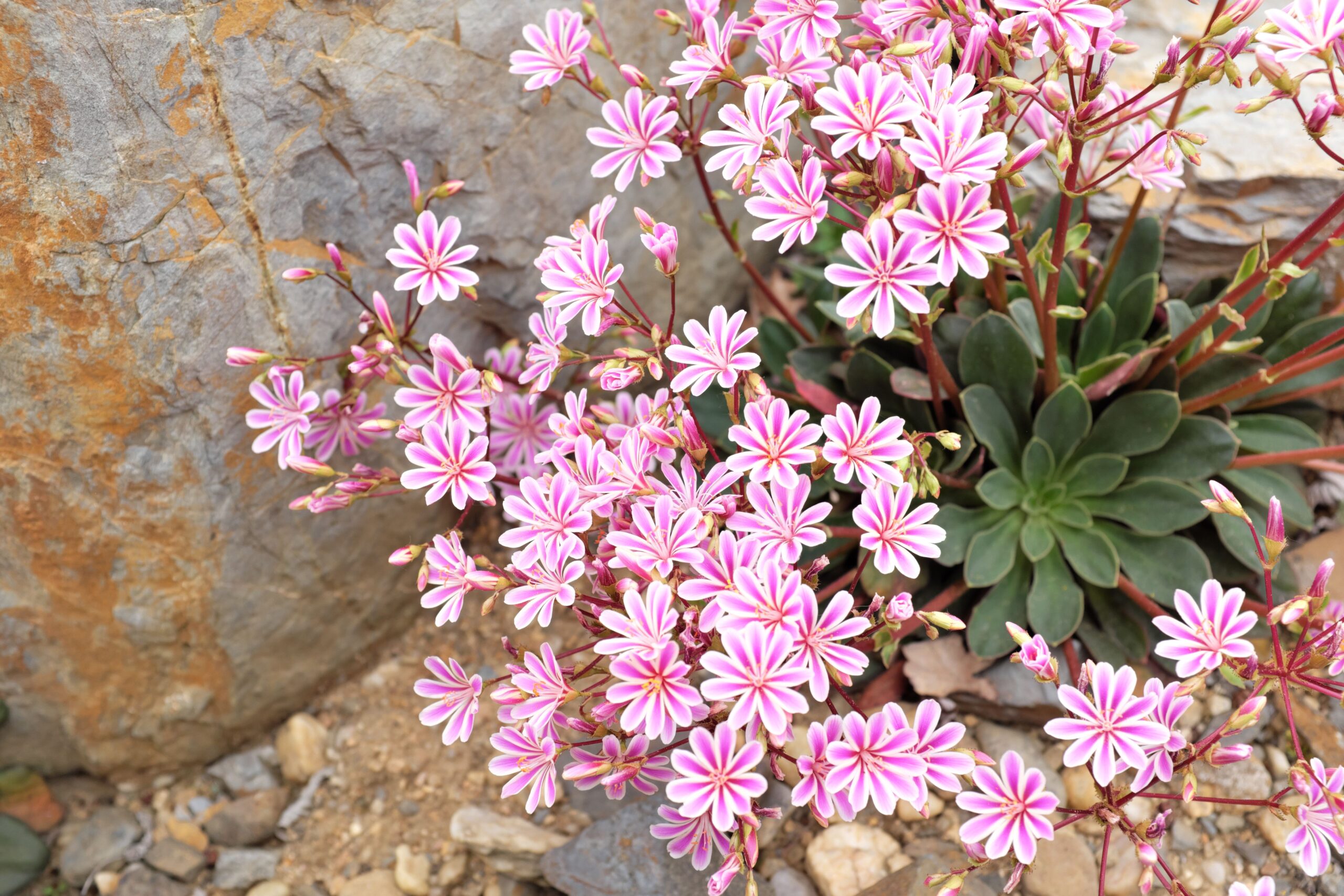 Lewisia