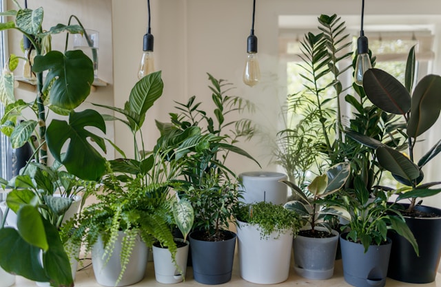 plantes à votre intérieur