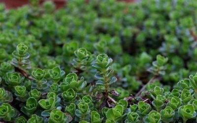 plantes de rocaille