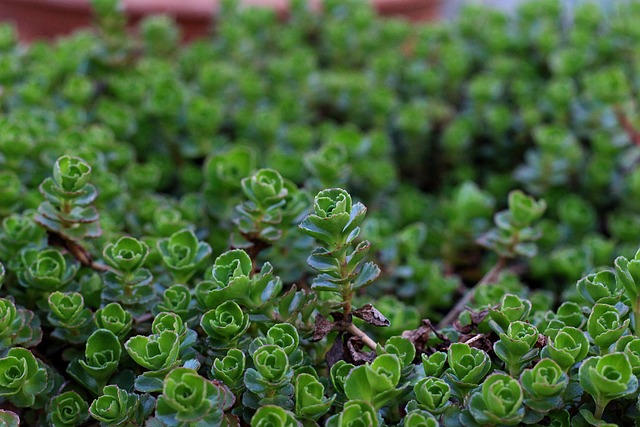 plantes de rocaille