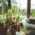 potager domestique