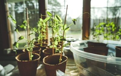 potager domestique