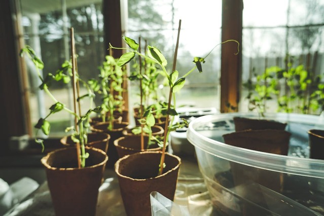 potager domestique