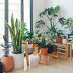 plantes d'intérieur