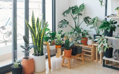 plantes d'intérieur