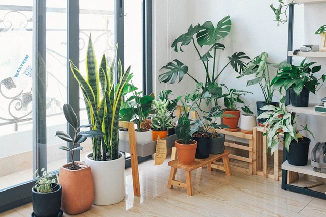 plantes d'intérieur